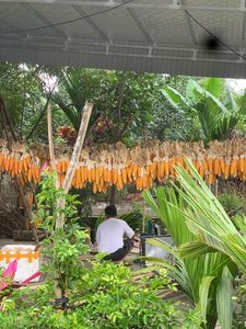 Auténtica decoración de maíz seco, conservado naturalmente para mantener la belleza rústica, perfecto para arreglos acogedores de temporada. - Product Image 4