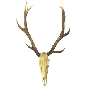 เขากวางสำหรับขาย - Product Image 1