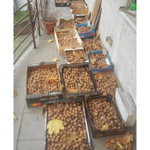 Nueces orgánicas de alta calidad 100% saludables y deliciosas al precio más favorable: frutas crudas y secas, nueces crudas - Product Image 3