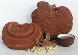 Seta Reishi en rodajas de alta calidad con el mejor precio para toda la venta hecha en Vietnam - Product Image 3