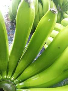 2024 Vente chaude Organique Cavendish Banane Premium Qualité Frais D'exportation Standard du Vietnam Vert Culture Commune - Product Image 6