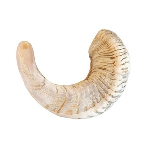 Colección Heavenly Horns Shofar de oveja religioso único con placas de cuerno Fabricado por M R S EXPORTS a precios - Product Image 6