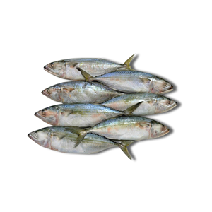 Poisson maquereau indien entier congelé, exportateur de produits de la mer du Vietnam, emballage sous vide, en vrac, IQF, longue durée de conservation, best-seller - Product Image 1