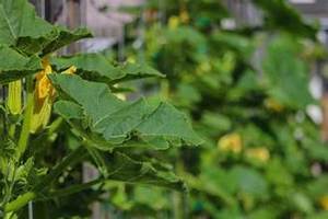 HOJAS DE CALABAZA PREMIUM CONGELADAS RICAS EN NUTRIENTES ETIQUETA LIMPIA INGREDIENTE ALIMENTICIO A BASE DE PLANTAS ESTILO ORGÁNICO - Product Image 3