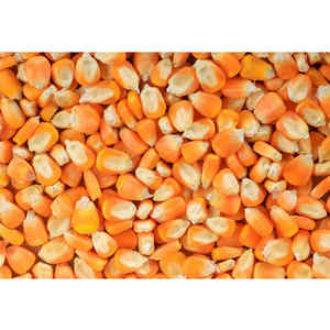 Granos de Maíz Amarillo Dorado Premium No Transgénicos de Grado Alimenticio para Producción de Alimentos para Ganado, Suministro Internacional, Conservación en Vinagre - Product Image 3