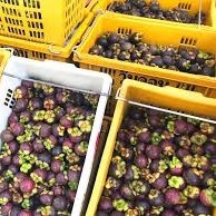 Zoete en voedzame biologische verse Thaise mangosteen, gezonde en verfrissende snack, kwaliteit A, 8 kg, Khey Taladthai