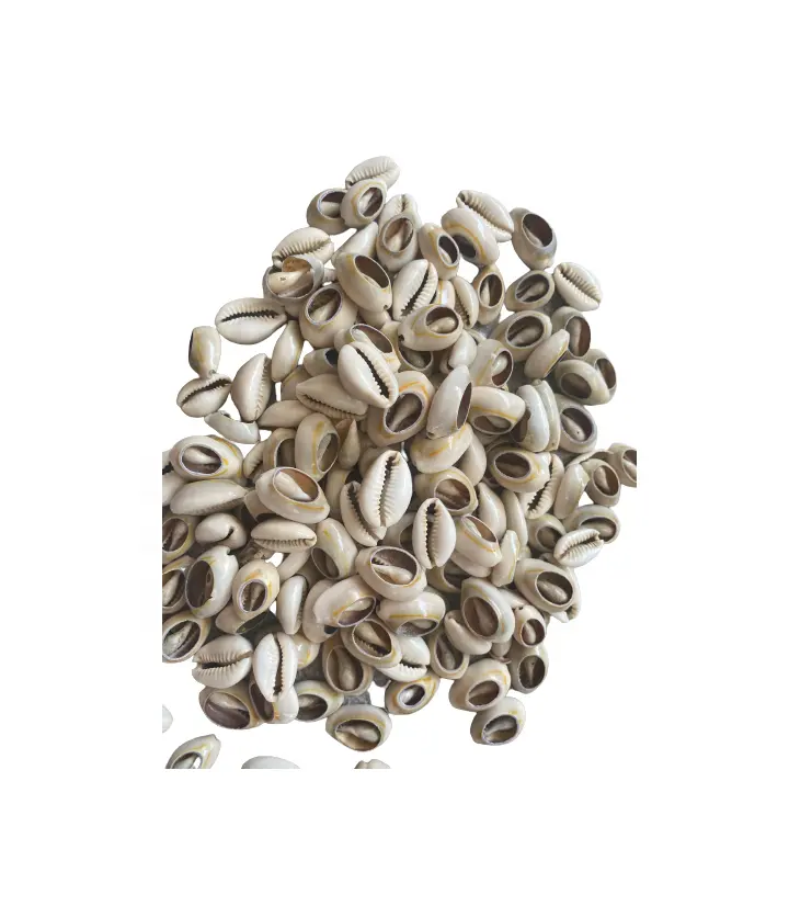 Hot sale polished cowrie shells for handicrafts /Polished White Top Tiger Cowrie Sea Shell / Vietnam seashell material for craft