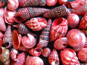 Técnica pulida de conchas marinas al azar, artesanía natural vietnamita al por mayor - Product Image 6