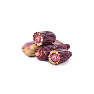 ข้าวโพดสีแดงพร้อมสำหรับการส่งออกจำนวนมากทั่วโลกในเกรดคุณภาพสูง - Product Image 4