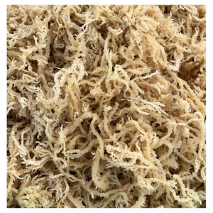 Algas marinas Cottonii saladas secadas al sol de Vietnam ricas en minerales y carragenina - Product Image 4