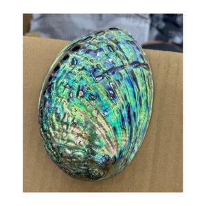 เปลือกหอยเป๋าฮื้อที่ทำจากวัสดุเปลือกทะเลธรรมชาติเหมาะสำหรับเครื่องประดับทำด้วยมือและการตกแต่งงานศิลปะผลิตในเวียดนาม - Product Image 6