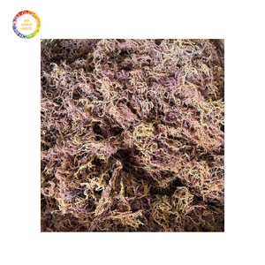 Premium Quality Irish Sea <b>Moss</b> Seasoned <b>Dried</b> Laver Affordably Priced for Bulk Orders and Export Bag Packaging Included - Product Image 4