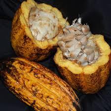 Semillas de Cacao Criollo de Primera Calidad, Procesamiento Holandés, Grado AA, Origen BE, Bolsas de 50 kg en Venta - Product Image 5