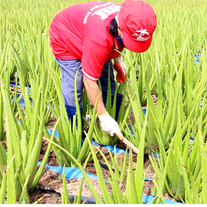 Bebida de Aloe Vera VINUT de 500 ml con Sabor a Mango, Venta al por Mayor, OEM/ODM, Envío Global - Product Image 4