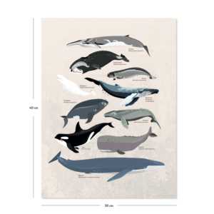Póster de varias especies de ballenas con marco negro para decoración de pared - Product Image 3