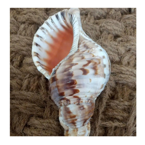 Fuente de Vietnam Trompeta Triton Shell para pantalla interior suministrada por 99 Gold Data Trompeta Triton Shell Export - Product Image 5