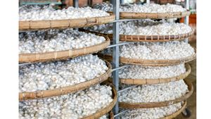 Capullos de Bicho de Seda Blancos Premium de Vietnam, Material Natural para Belleza, Cuidado de la Piel, Artesanía y Exportación // Sra. Lily - Product Image 6