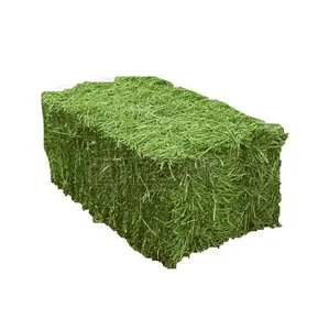 Best Price Bulk Alfalfa Hay Grass Bales For Cattle Feed