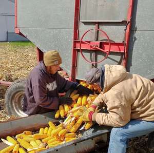 Maíz amarillo seco de grado 2, listo para enviar, gran oferta, no transgénico, apto para consumo humano y alimentación animal - Product Image 6
