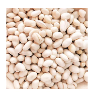 Produit de cacahuètes de qualité alimentaire séchées et grillées Cacahuètes blanchies biologiques en coquille