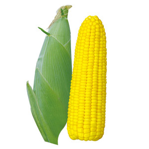 El mejor precio para maíz fresco amarillo y blanco maíz seco sin OGM para consumo humano en stock - Product Image 5