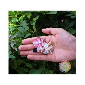 Belle nouvelle pince à cheveux en coquille de mer accessoire de cheveux en coquillage attrayant artisanat naturel fait à la main du Vietnam - Product Image 3