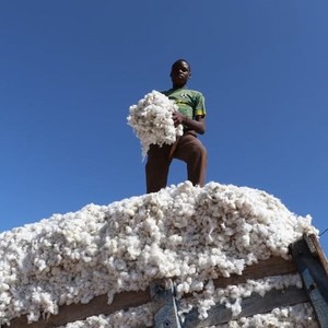 Organic Certified <b>Raw</b> <b>Cotton</b> Bales for Spinning Use - Product Image 2