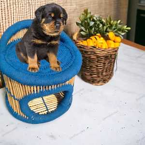 ราคาที่ดีที่สุดขายส่งสร้างสรรค์ไม้ไผ่ธรรมชาติสัตว์เลี้ยงสีฟ้าออตโตมันสตูลไม้ไผ่สตูลชุดบ้านสําหรับแมวสุนัขขนาดเล็ก - Product Image 1