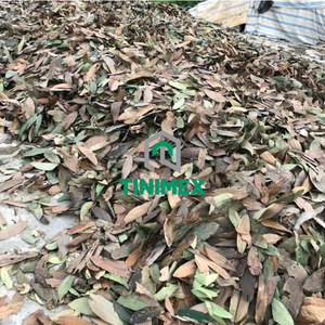 Canela/Cannelle/Darichini de hojas de Vietnam de gran calidad de proveedor confiable - Product Image 3