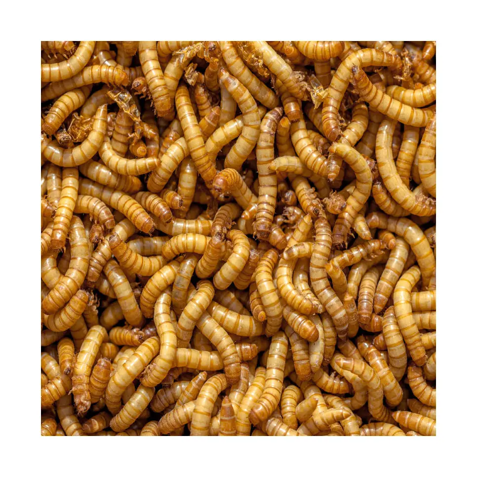 सूखे के लिए Mealworm पक्षी, पीले सूखे Mealworms पीला थोक उच्च गुणवत्ता पीला सूखे खाद्य Mealworms, सूखे Mealworm पाउडर
