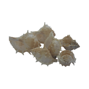 JOYERÍA SEASHELL Natural pequeña con motivos de agua Cloric pulida, concha de arte artesanal, artesanías de concha - Product Image 6