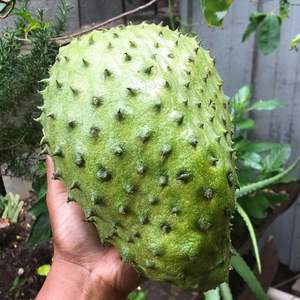 Hot Deal: Soursop congelé biologique-Le meilleur du Vietnam pour l'exportation en vrac - Product Image 1