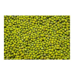 Wholesale Supplier Of Bulk Fresh Stock of Green Mung <b>Beans</b> / Whole Moong <b>Beans</b> - Product Image 1