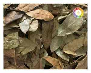 Feuilles de graviola corossol cultivées au Vietnam séchées naturellement pour le thé et les remèdes à base de plantes Fourniture en vrac ou paquets de vente au détail disponibles - Product Image 4