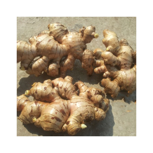 Jengibre fresco de calidad de exportación con un fuerte sabor, textura firme, larga vida útil, ofrecido en varios envases para alimentos y uso en el mercado - Product Image 6