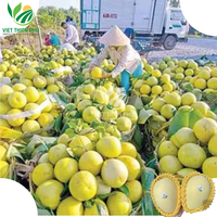 Vietnam 'S Eerste Geëxporteerde Verse Mango Van Het Nieuwste Seizoen Kent-Variëteit Tegen Groothandelsprijs