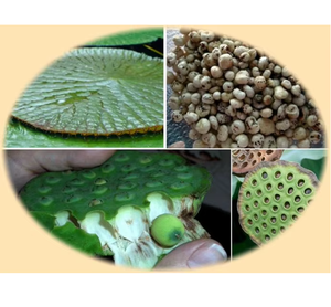 เมล็ดบัวอบกรอบธรรมชาติ ไม่ปรุงแต่งรส ขนาดใหญ่ คุณภาพส่งออกเพื่อสุขภาพ - Product Image 5