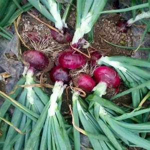 Cebola Grande Vermelha em Pacote de 25kg Crocante Suculenta Doce Picante Descascada Fresca Redonda de 7cm Marca Heli de Shandong Orgânica para Exportação - Product Image 6