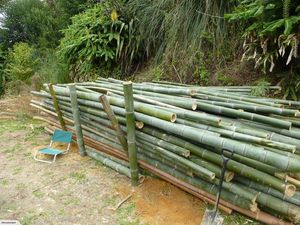 Poteau de bambou 100% couleur naturelle/poteau de bambou nature piquets de poteau de bambou/poteaux de bambou Eco vietnamiens - Product Image 5