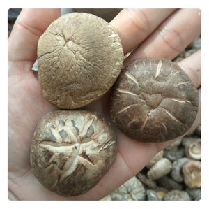 TOP EXPORT Champignons Shiitake Naturels Vietnamiens de Haute Qualité - Product Image 2