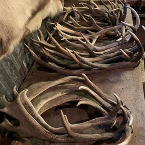 เขากวางวัวแดงผงสำหรับอาหารเพื่อสุขภาพ - Product Image 3