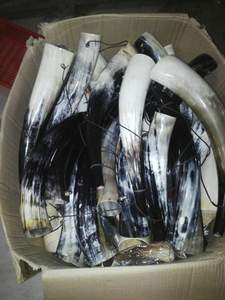 Cadeau d'affaires et décoration d'intérieur de style corne de buffle viking, 100% qualité supérieure, fait main, durable - Product Image 5