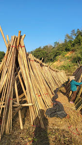 PALO DE BAMBÚ PARA FLORES - Product Image 5