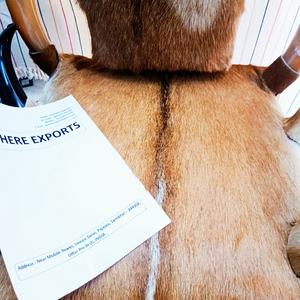 Silla de cuerno de búfalo hecha a mano con tapicería de piel natural, muebles de acento rústico único para el hogar, oficina, salón, decoración de lujo - Product Image 3