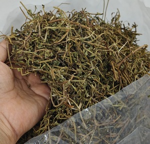 Premium Bacopa (Brahmi) Whole <b>Dried</b> Herb | Memory Enhancing Ayurvedic <b>Plant</b> | Export Supply - Product Image 2