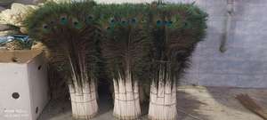 Plumes de paon brutes de Soraj Enterprises pour la décoration de fête - Product Image 4