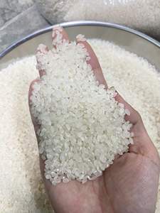 #1 Organic Japonica White Rice Hard Texture Short Eating Cooking Also <b>Known</b> Riz WhatzAqp OO84968974137 Arroz riz round rice - Product Image 3