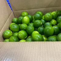 Export Van Verse Kalk Naar De Markt Van Dubai Met Een Verpakking Van 7 Kg/doos 84 976727907 Ms Carolina