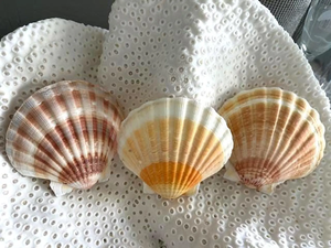 Coquilles Saint-Jacques de haute qualité, parfaites pour la fabrication de bougies, de porte-savon et la décoration intérieure sur le thème côtier - Product Image 2
