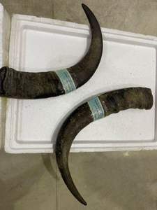 Pareja de cuernos de búfalo - Product Image 3